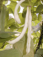 Prodotti tipici