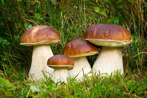 Raccolta funghi anno 2026